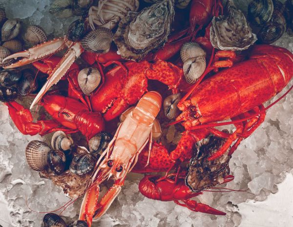 Litorina_Bergfalk_startpage_8a