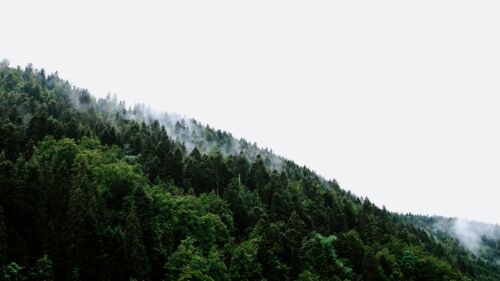 pexels-adrien-olichon-2387628