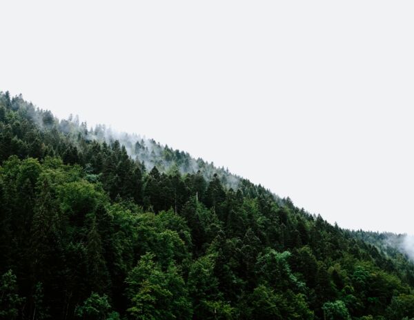 pexels-adrien-olichon-2387628